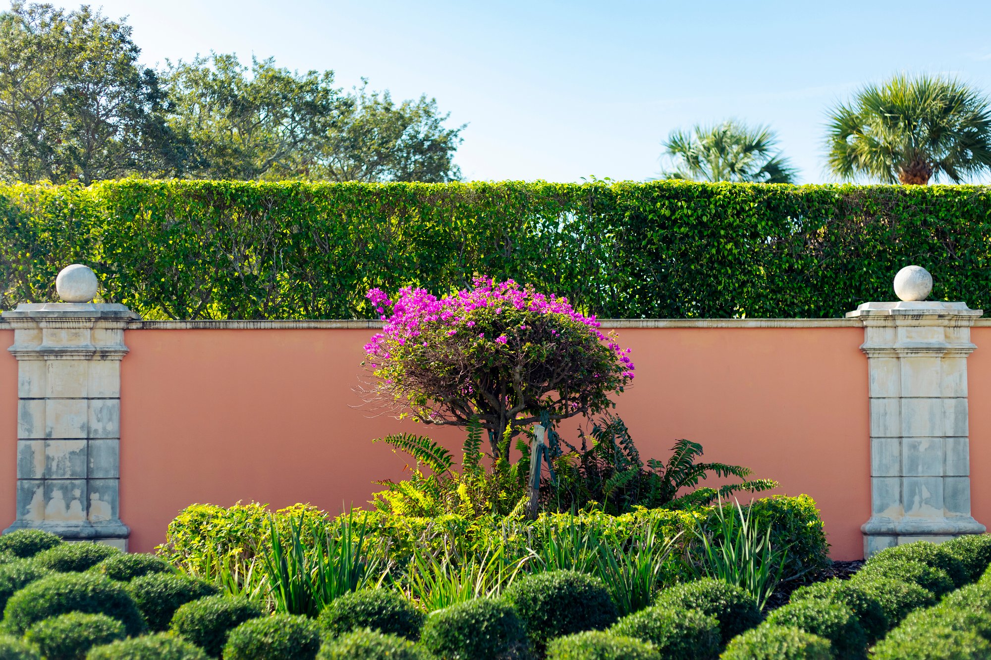 Bougainvillea